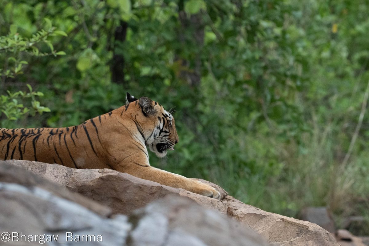 Tiger resting at Tadoba, photographed by our team